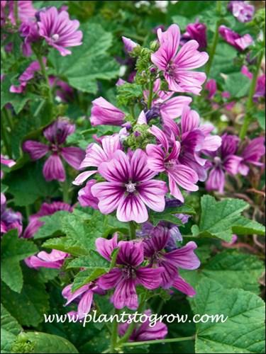 Zebrina Mallow (Malva sylvestris)